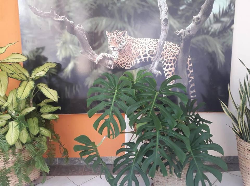 קויאבה Hotel Pousada And Safari מראה חיצוני תמונה